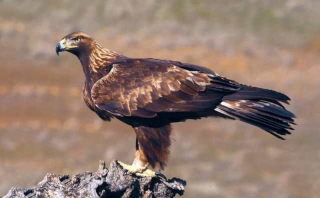 Comment bien interpréter rêver d'aigle royal ?