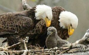 Pourquoi rêver de bébé aigle ?