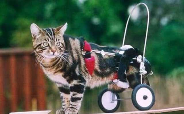 Comment bien interpréter rêver de chat handicapé ?