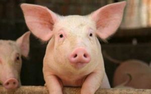 Pourquoi rêver de cochon rose ?