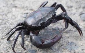 Rêver de crabe noir : Signification & interprétation