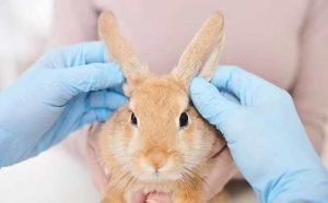 Pourquoi rêver de lapin malade ?