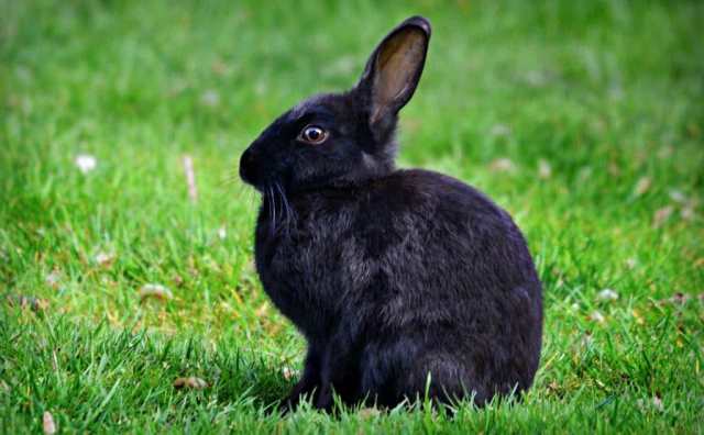 Pourquoi rêver de lapin noir ?