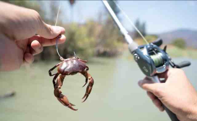 Pourquoi rêver de pêcher des crabes ?