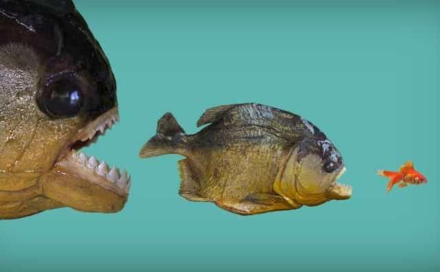 Comment bien interpréter rêver de piranhas ?