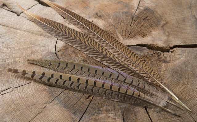 Pourquoi rêver de plumes de faisan ?