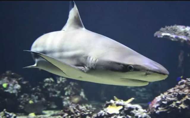 Pourquoi rêver de requin blanc ?