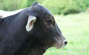 Pourquoi rêver de tête de boeuf ?