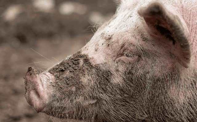 Pourquoi rêver de tête de cochon ?