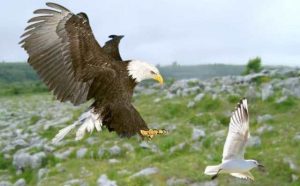 Pourquoi rêver d'un aigle qui attaque?