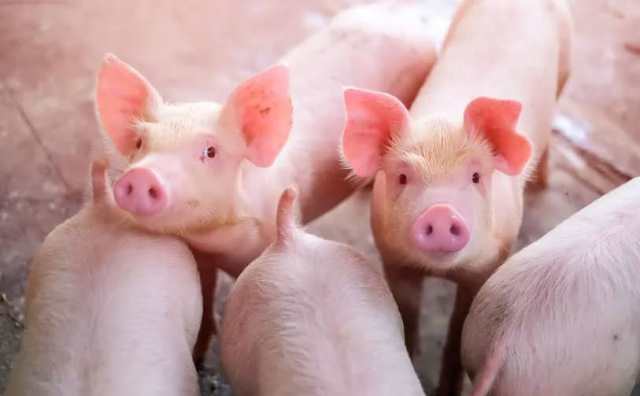 Pourquoi rêver d'un bébé cochon ?