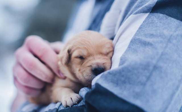 Pourquoi rêver de bébés animaux ?