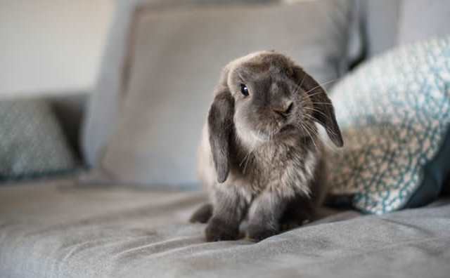 Pourquoi rêver de lapin gris ?