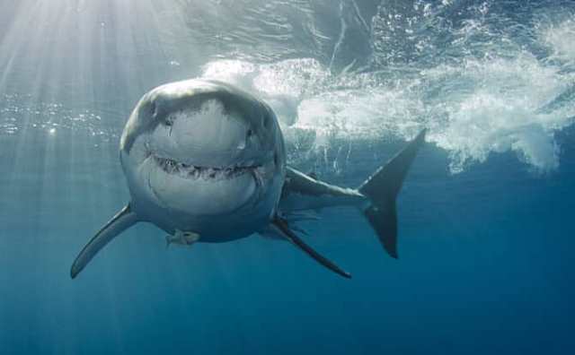 Pourquoi rêver de requin en Islam ?