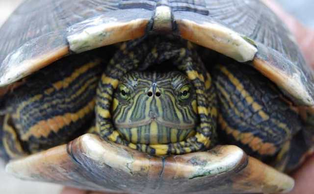 Comment bien interpréter rêver de tortue blessée ?