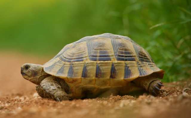 Pourquoi rêver de tortue de terre ?