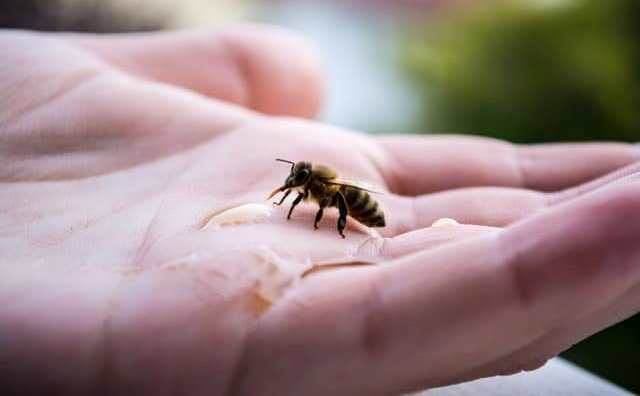 Pourquoi rêver d'abeille qui vous pique ?