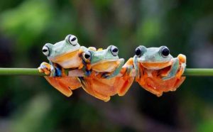 Pourquoi rêver de amphibiens ?