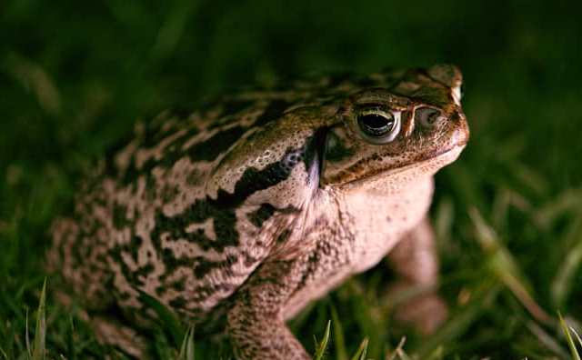 Rêver decrapaud et sa vraie signification : 