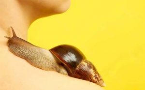 Pourquoi rêver d'escargot sur le corps ?