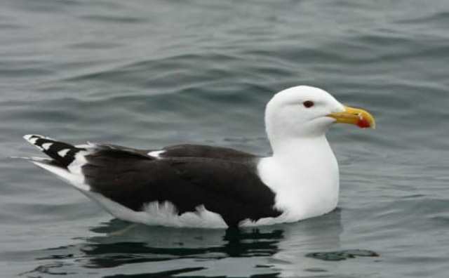 Comment bien interpréter rêver d'oiseaux marins ?