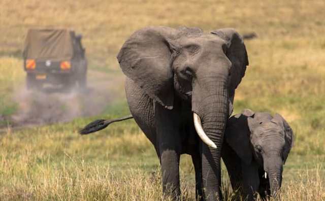 Pourquoi rêver de chasser un éléphant ?