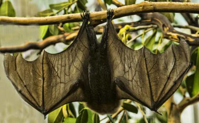 Pourquoi rêver de chauve-souris géante ?