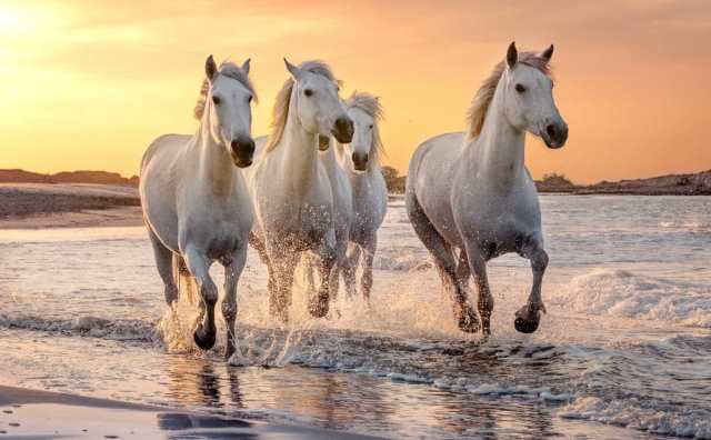 Pourquoi rêver de chevaux sur une plage ?