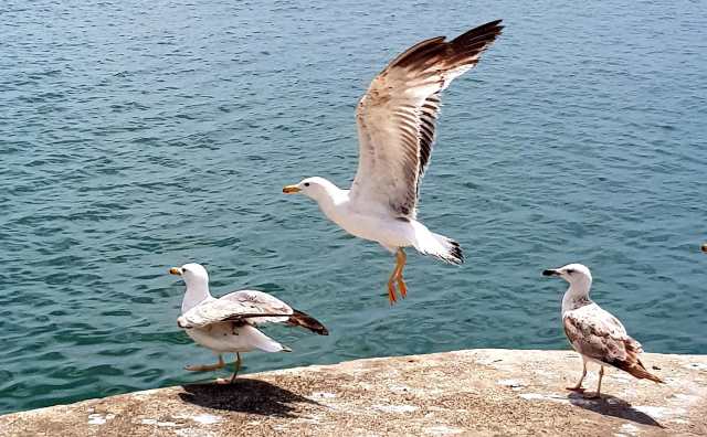 Comment bien interpréter rêver de mouette ?