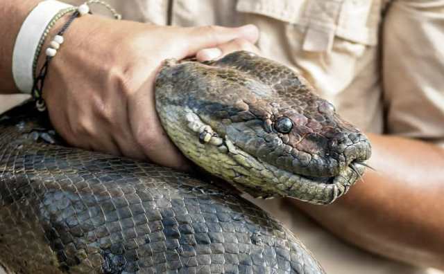 Pourquoi rêver d'écraser un serpent ?