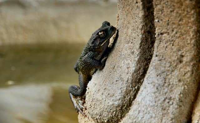 Pourquoi rêver de grenouille noire ?