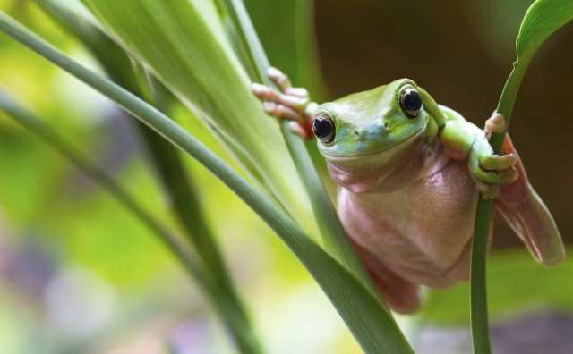 Comment bien interpréter rêver de grenouille verte ?