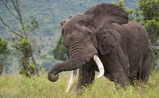 Pourquoi rêver d'éléphant en colère ?