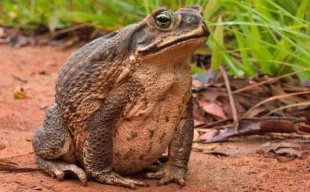 Interprétation de rêver de grenouille géante: 