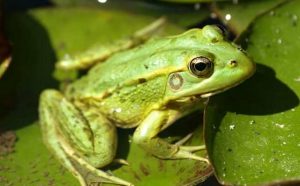 Signification de rêver de grenouilles vertes