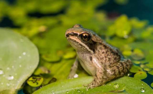 Comment bien interpréter rêver de grenouille ?