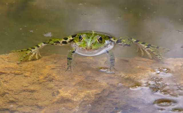 Interprétation de rêver de grenouilles nageant dans l'eau: 