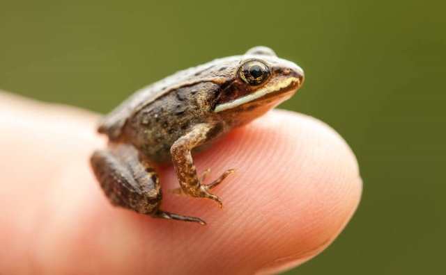 Quelle est la signification de rêver de petites grenouilles ?