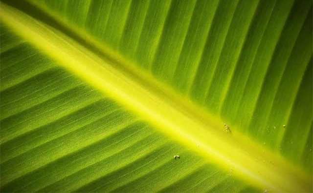 Pourquoi rêver de feuilles de bananier ?