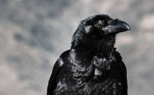 Toutes les superstitions autour du corbeau :