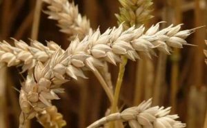 Comment bien interpréter rêver de céréales ?