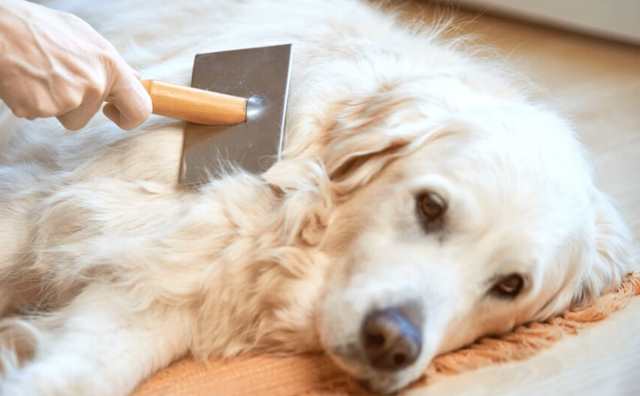 Pourquoi rêver de poils de chien ?