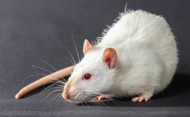 Pourquoi rêver de rats blancs ?