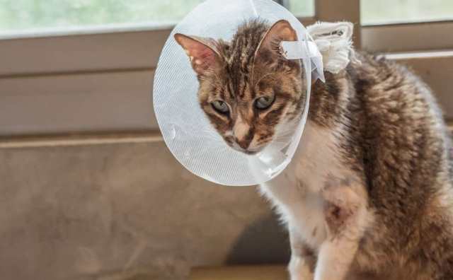 Sainte Gertrude et sa prière miraculeuse pour la guérison d'un chat malade :