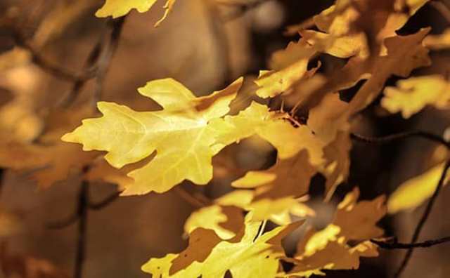 Pourquoi rêver de feuilles ?