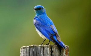 Pourquoi rêver d’oiseau bleu ?