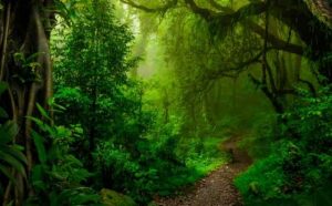Comment bien interpréter rêver de forêt ?