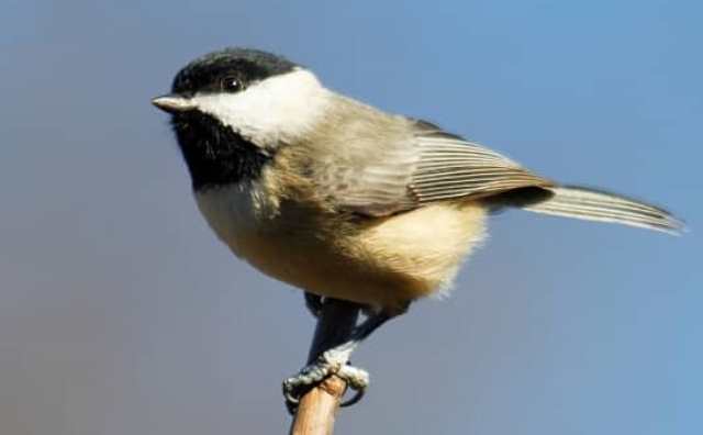 Pourquoi rêver de mésange ?