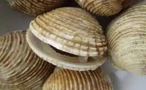 Pourquoi rêver de palourdes ?