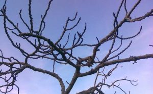Pourquoi rêver de branches d'arbre ?
